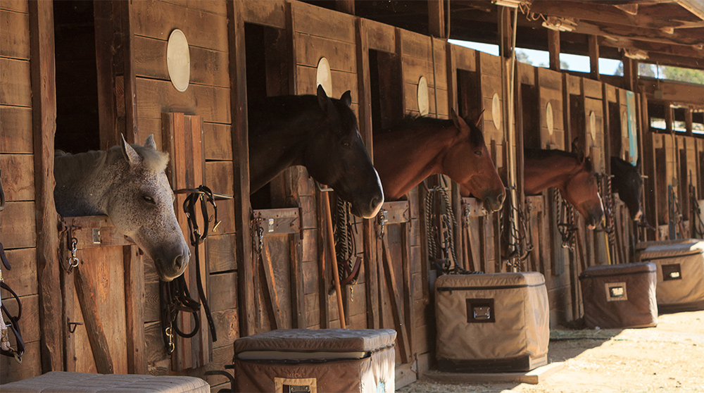 for-horse-stalls-nw-dry-shavings