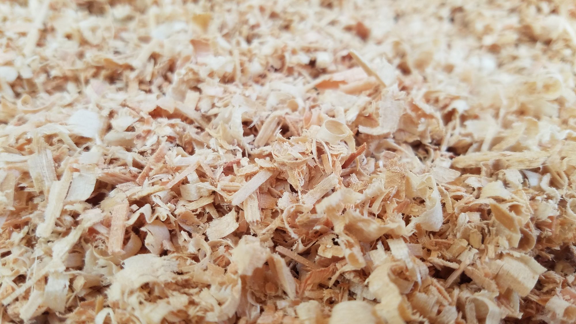 Bulk Shavings NW Dry Shavings